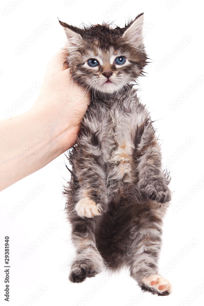 Obraz premium Siberian cat isolated on white