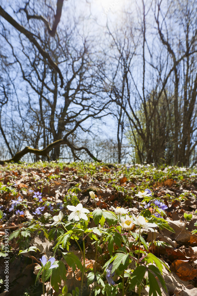 Obraz premium Anemone nemorosa flowers
