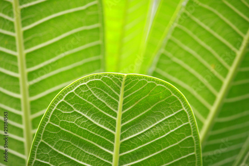 plumeria leaf