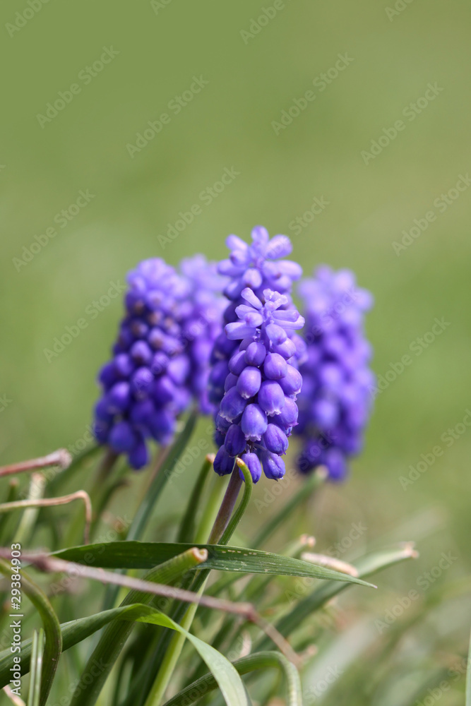 Purple flowers Purple flowers