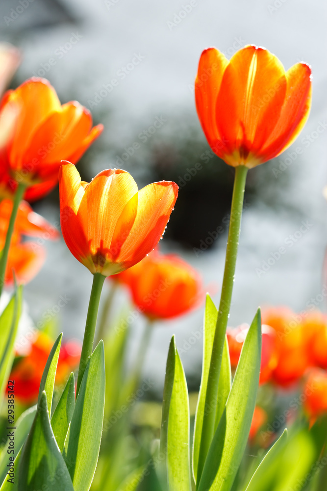 Fototapeta premium Colorful tulips