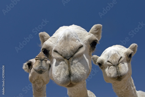 camels © Andreas Wolf