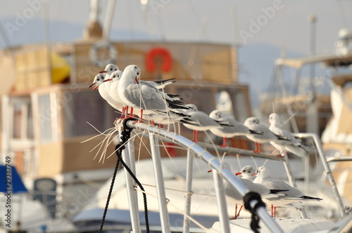 mouettes alignés sur le pont d'un yacht - côte d'azur liberté