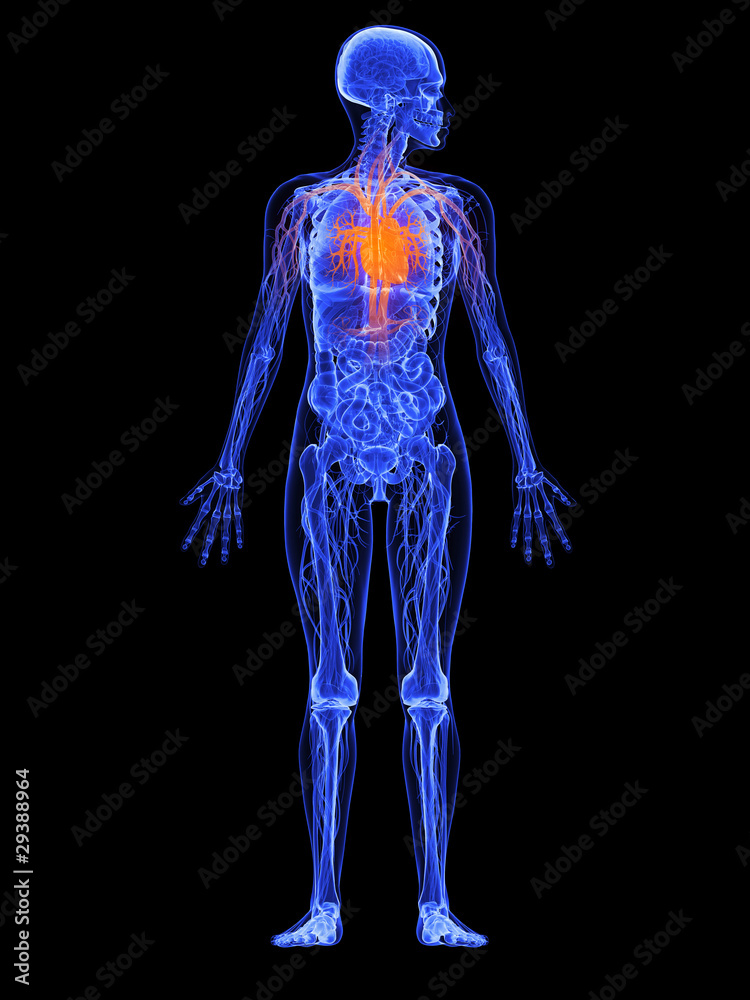 weibliche Anatomie - markiertes Herz weibliche Anatomie - markiertes Herz