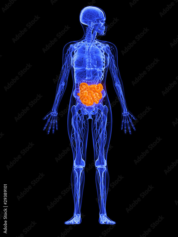 weibliche Anatomie - markierter Dünndarm weibliche Anatomie - markierter Dünndarm