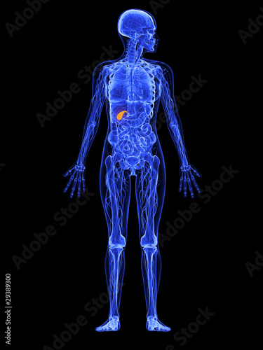 weibliche Anatomie - markierte Gallenblase © Sebastian Kaulitzki