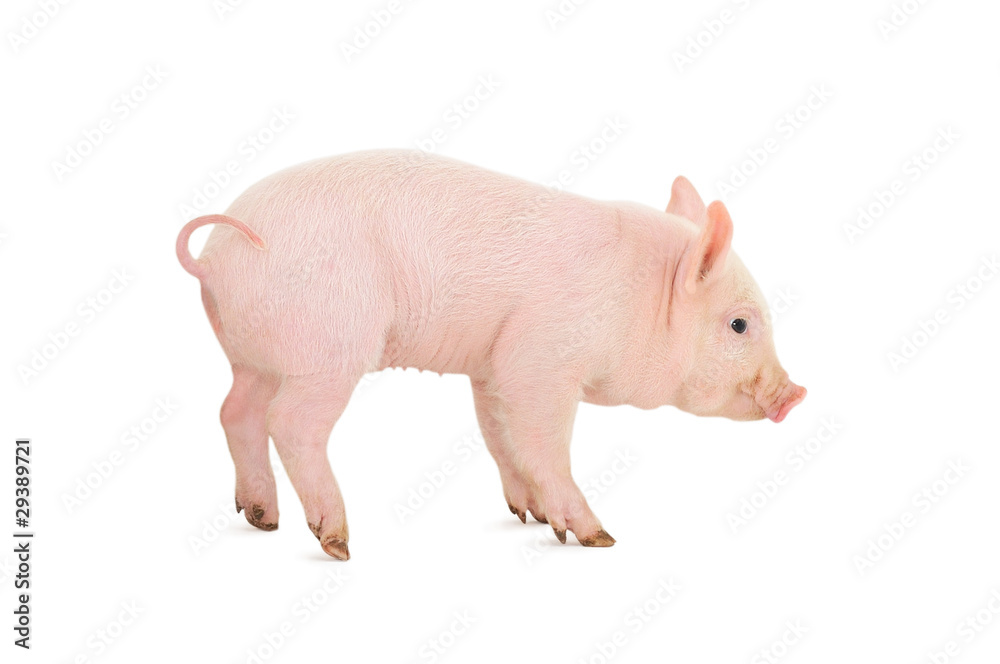 Pig on white
