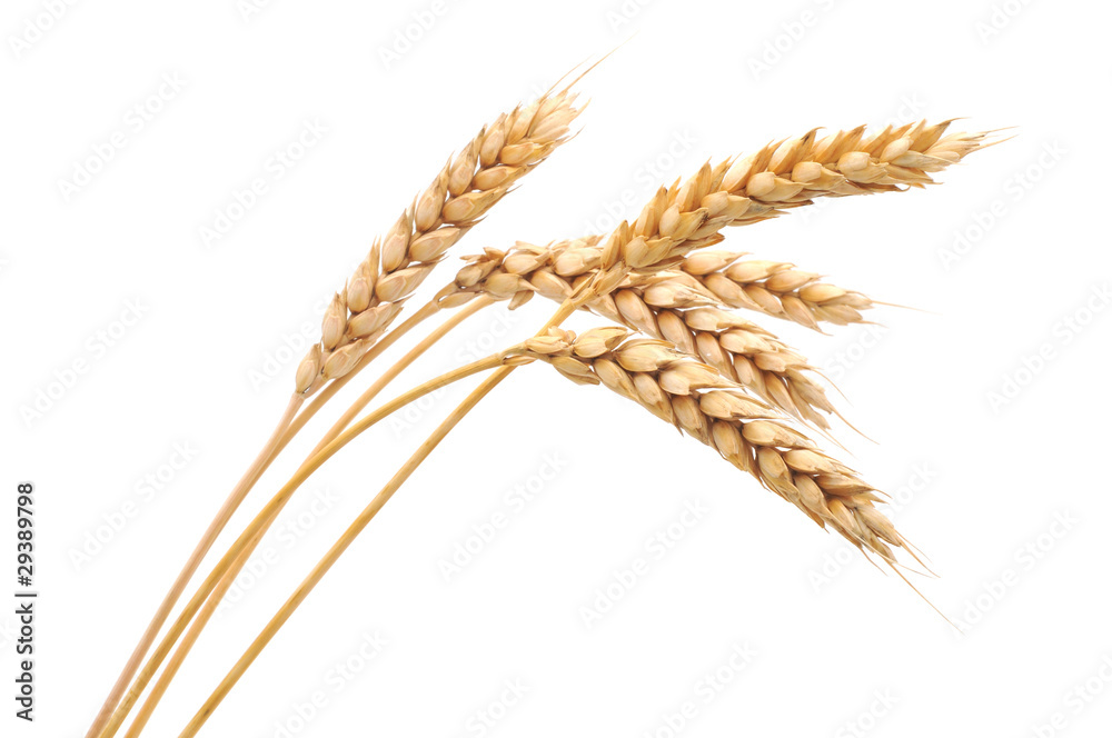 Fototapeta premium Isolated bunch of wheat