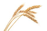 Isolated bunch of wheat