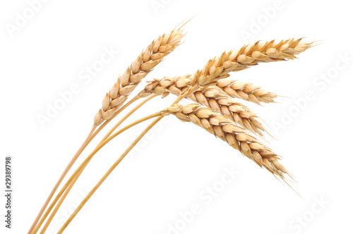 Isolated bunch of wheat photo
