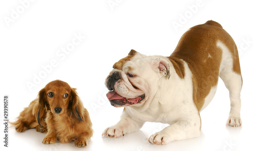 Photography dogs playing