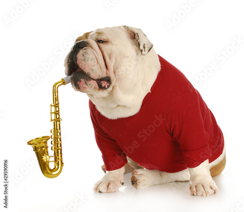 Photos musical dog