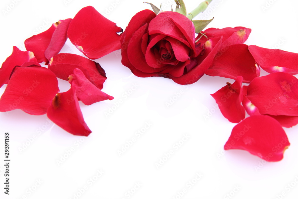 Red rose and petals on white background with space for text Red rose and petals on white background with space for text