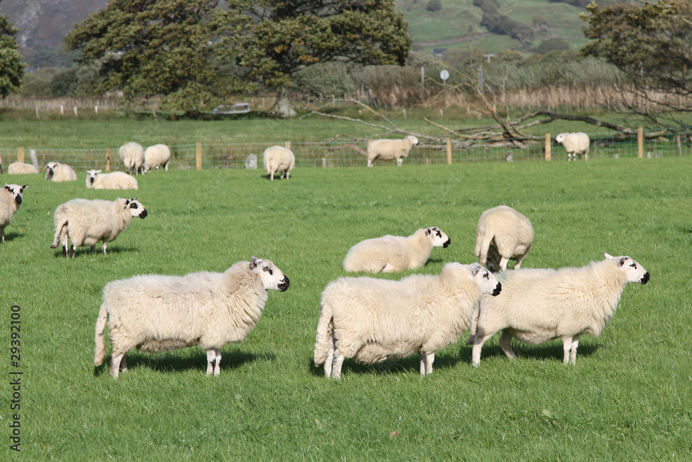 Obraz premium Flock of sheep.