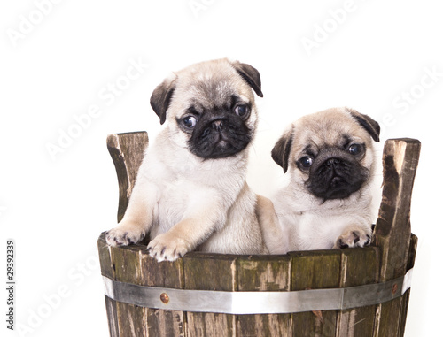 pug purebred puppy photo