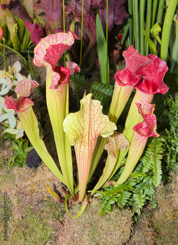 carnivorous plant