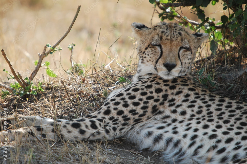 Fototapeta premium Cheetah sleeping