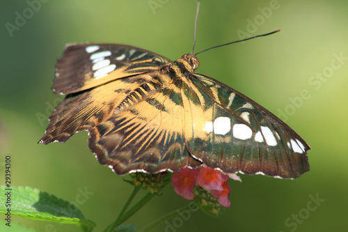 Tropical butterfly photo