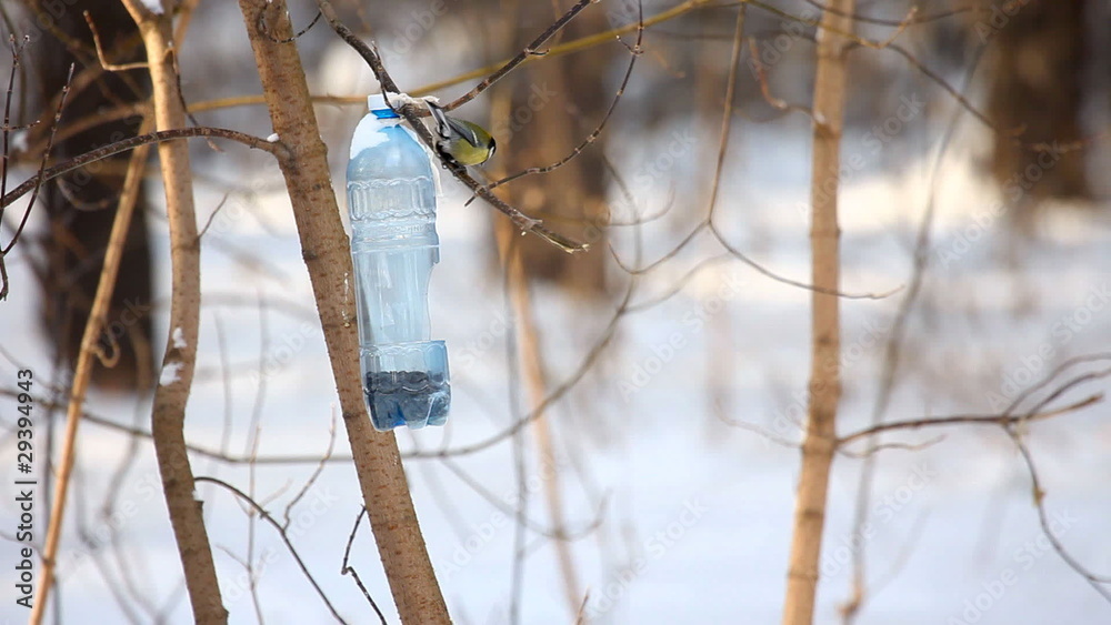 Birds eating seeds from the feeder.
