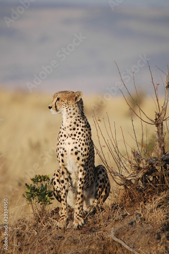 Cheetah  Acinonyx jubatus 