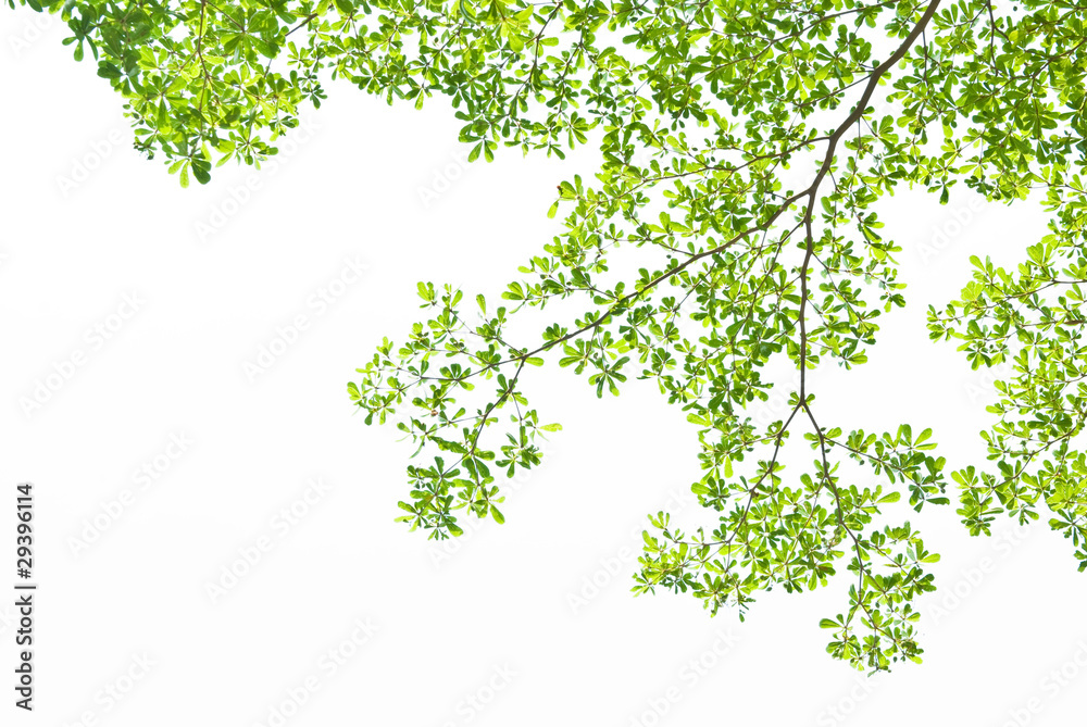 Fototapeta premium Green leave on white background
