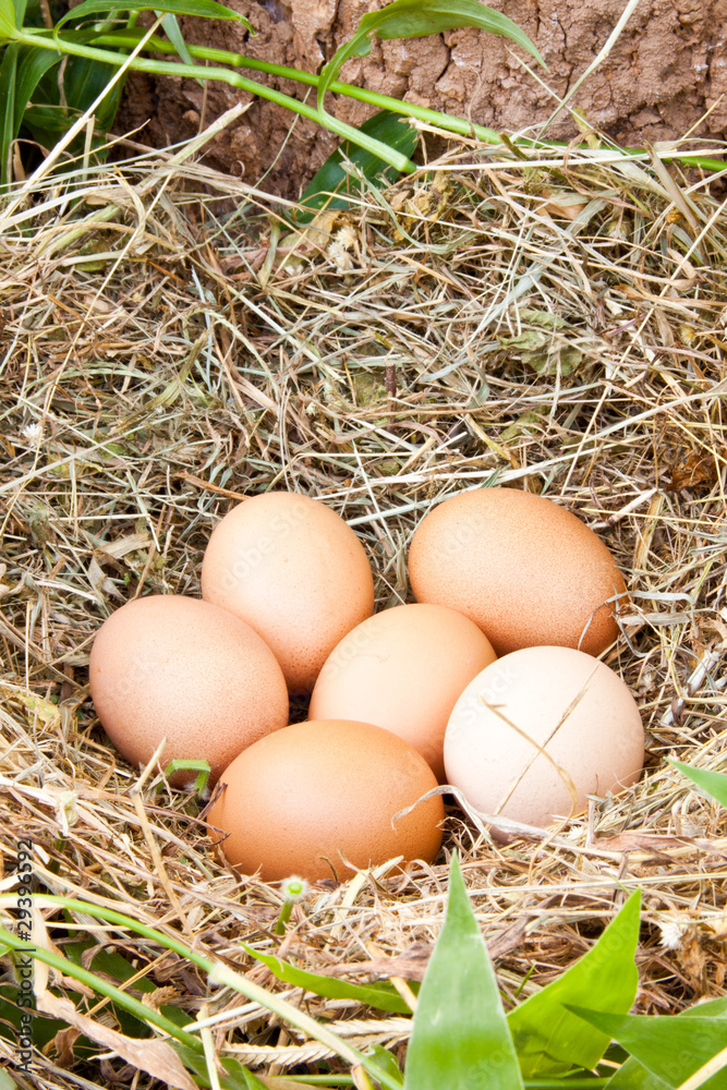 Eggs in a nest, vertical Eggs in a nest, vertical