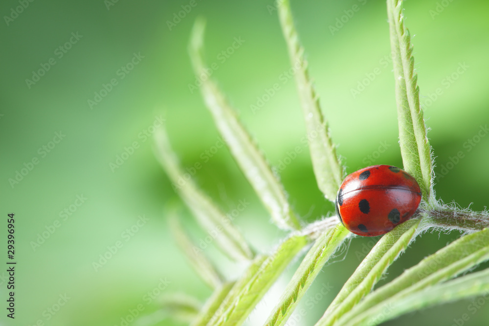 ladybug on leaf ladybug on leaf