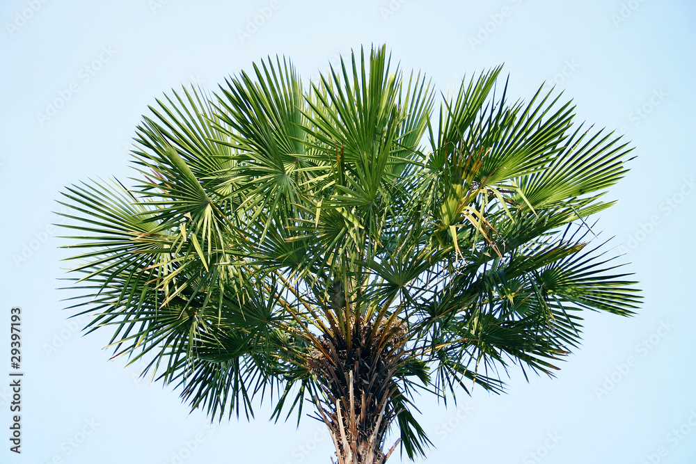 Green leaves palm Green leaves palm
