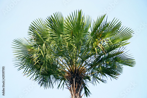 Green leaves palm © foto76