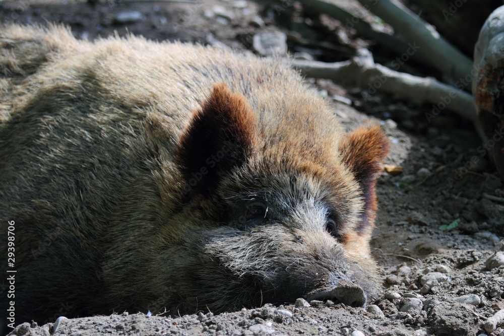 Obraz premium Wildschwein