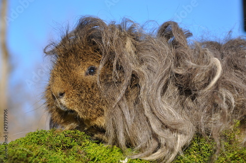 Принти на полотні Cochon d'Inde Lunkarya poils longs agouti en portrait