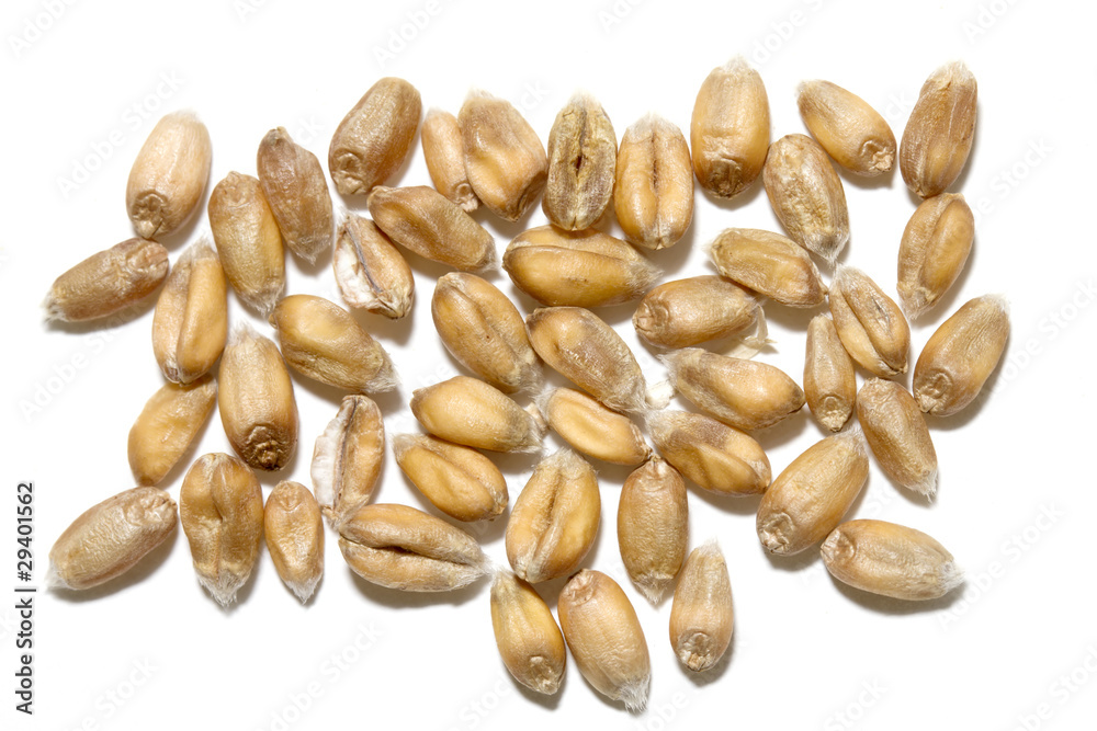 Close up wheat grains