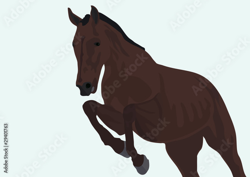 Gallop horse along on a white background
