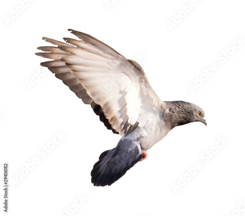 Flying gray pigeon isolated on white background