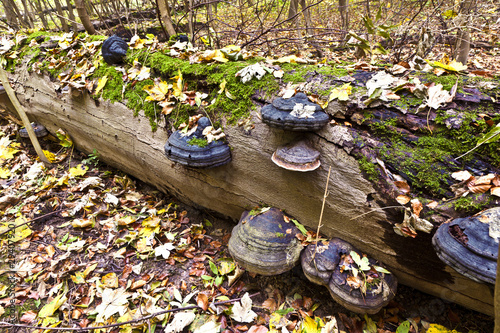 leaves in autumn photo