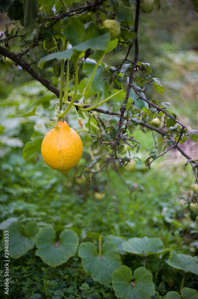 organic pumpkin