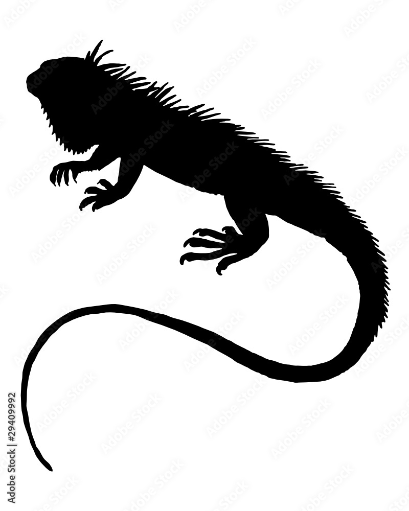 Obraz premium Leguan Silhouette