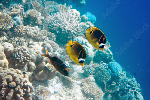 Indian ocean. .Fishes in corals. Maldives.