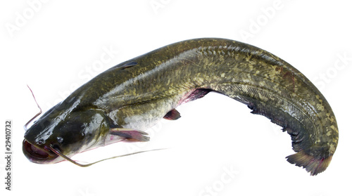 Obraz na płótnie Bullhead fish