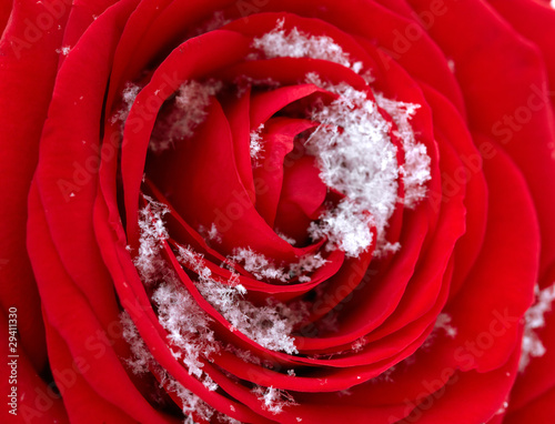 Red Rose on Snow