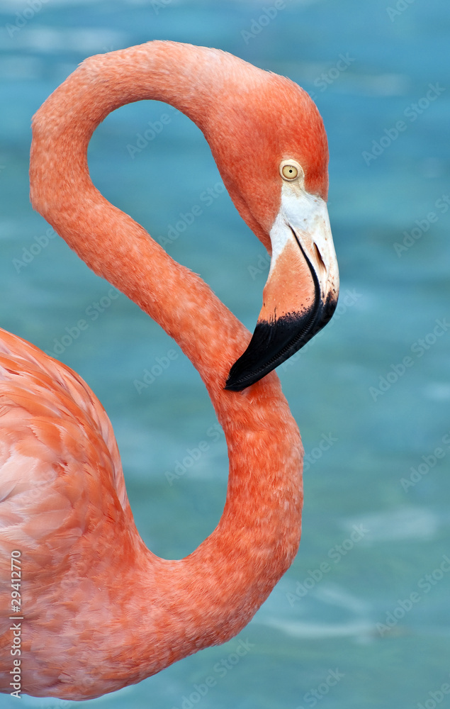 Fototapeta premium Pink flamingo.