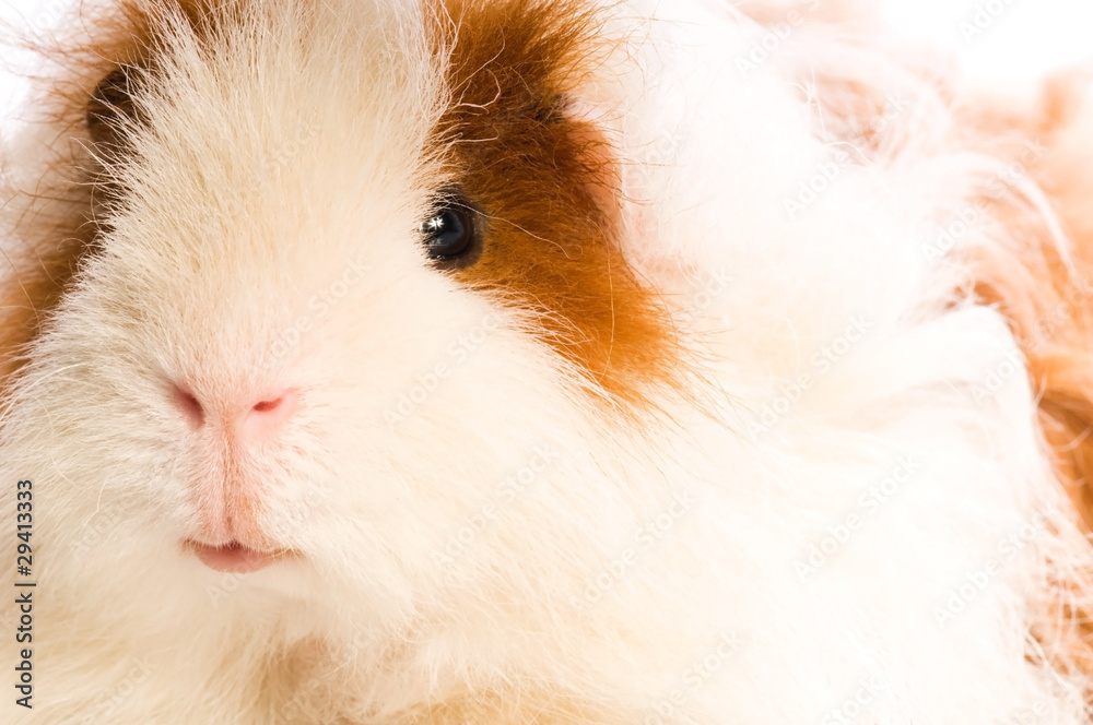guinea pig guinea pig