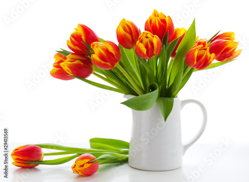 red tulips on white background #29413569