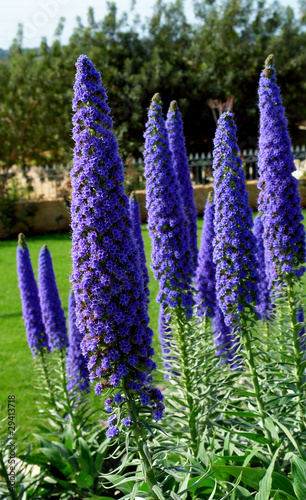 Echium Candicans in full bloom, flower detail photo