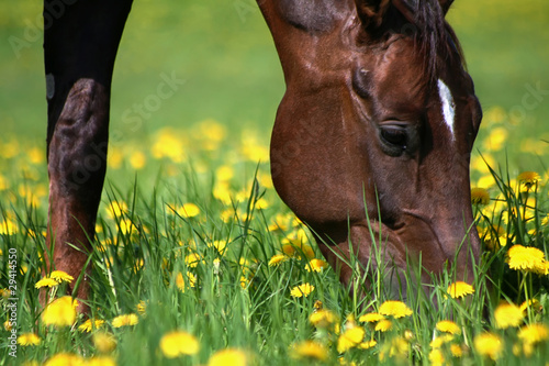 Red horse in a dandelion meadow