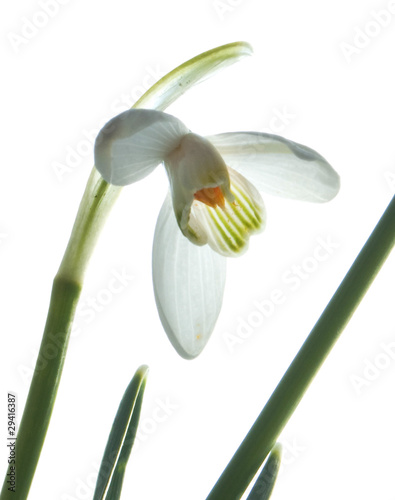 Frühlingsblumen. Schneeglöckchen