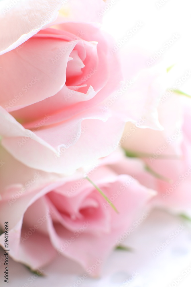 Elegance Pink roses