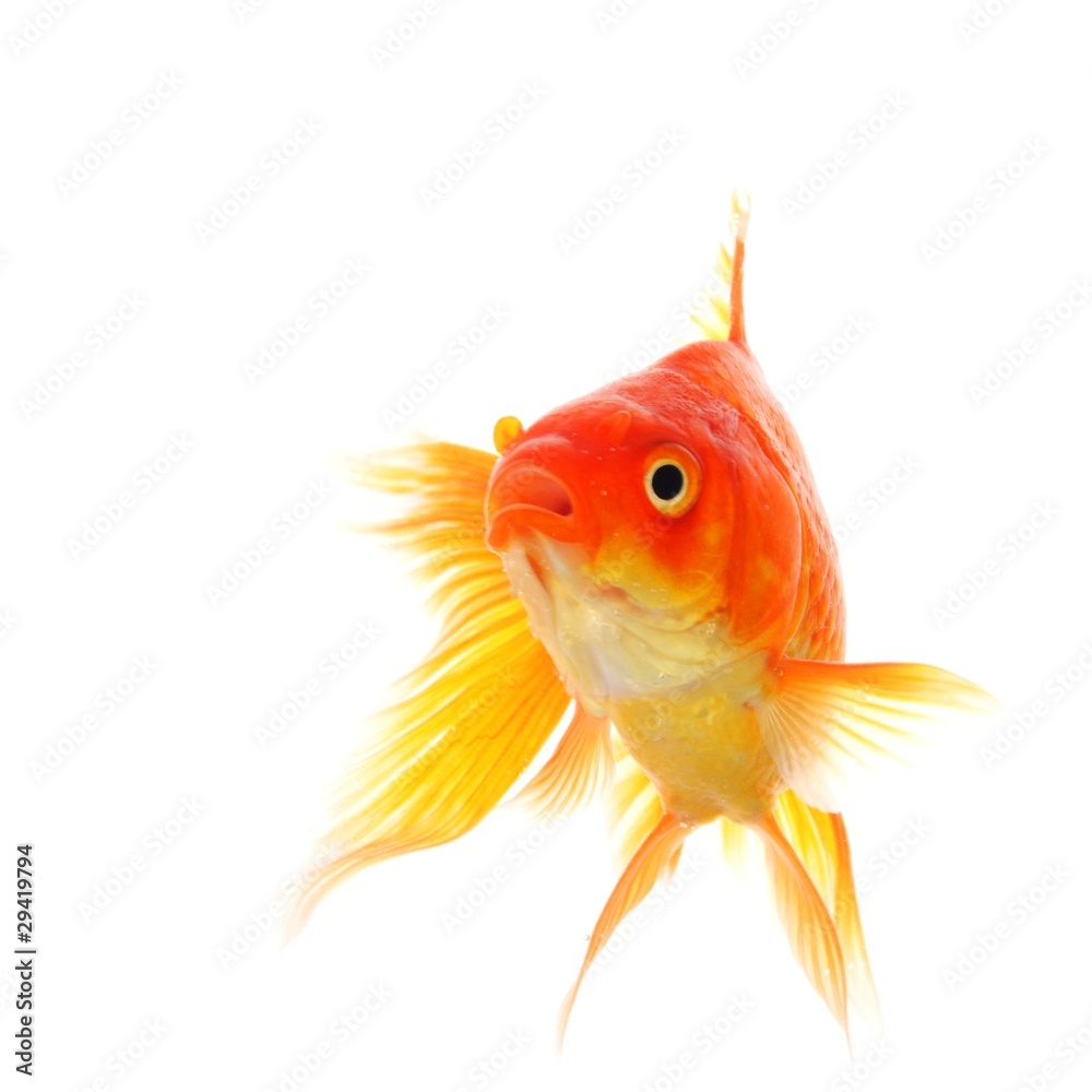 Fototapeta premium goldfish