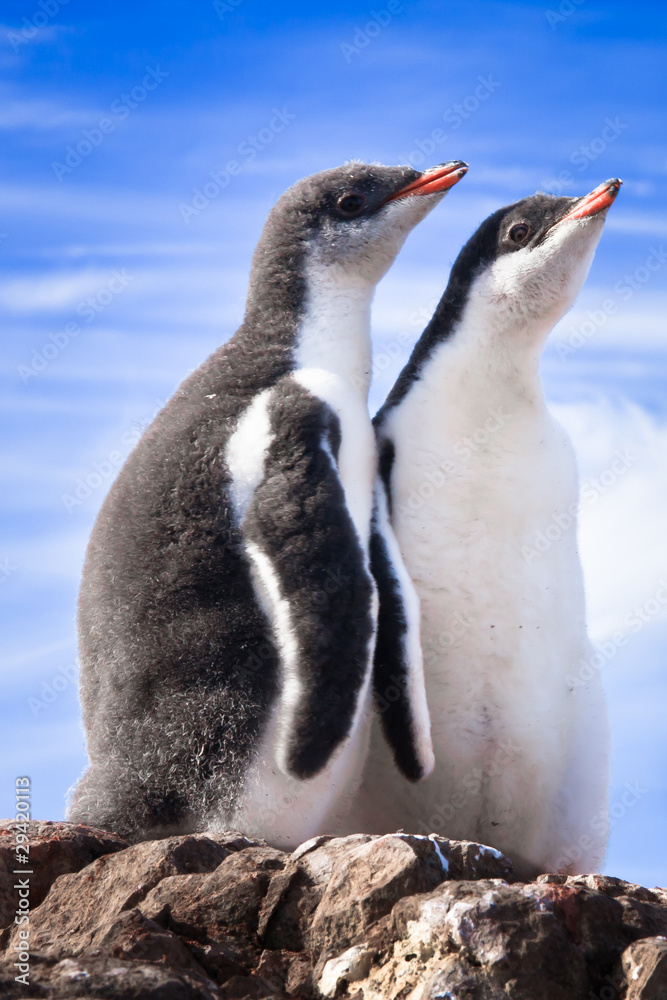 Fototapeta premium penguins in Antarctica