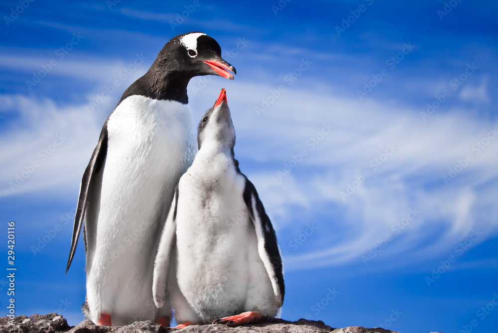 Naklejka premium two penguins resting